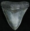 Inch Georgia Megalodon Tooth - Nice Shape #2335-1